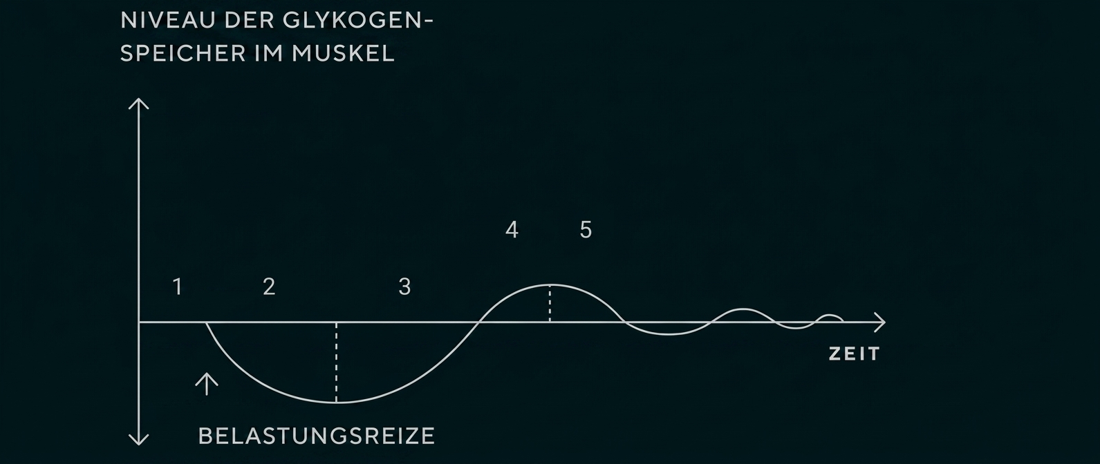 Diagramm zum Glykogenspeicher im Muskel über die Zeit mit Belastungsreizen.